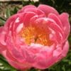 Close-up of a vibrant pink peony flower in full bloom.