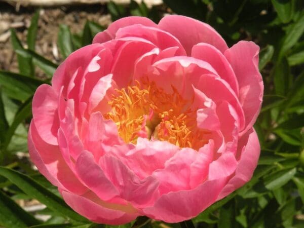 Close-up of a vibrant pink peony flower in full bloom.