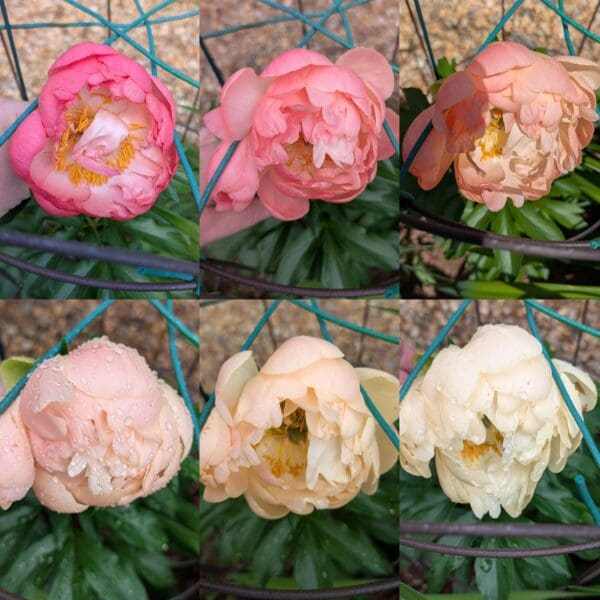 Six pink to white peony flowers at different blooming stages in a garden.
