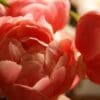Close-up of vibrant pink peony flowers in bloom.