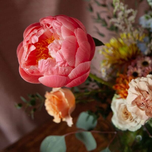 Close-up of a pink peony flower in bloom.