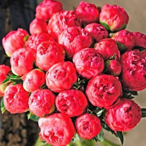 A vibrant bouquet of pink peonies.