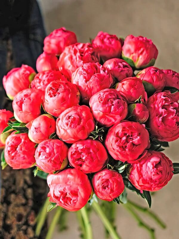 A vibrant bouquet of pink peonies.
