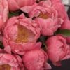 Close-up of vibrant pink peonies in full bloom.