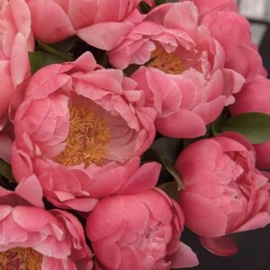 Close-up of vibrant pink peonies in full bloom.