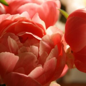Close-up of vibrant pink peony flowers in soft light.
