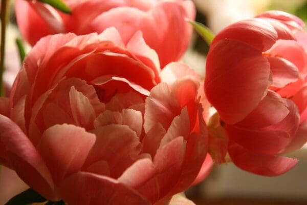 Close-up of vibrant pink peony flowers in soft light.