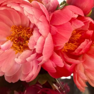 Close-up of vibrant pink peony flowers in bloom.