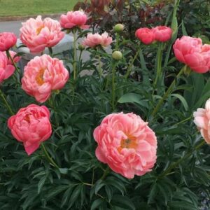 Vibrant pink peonies blooming in a garden setting.