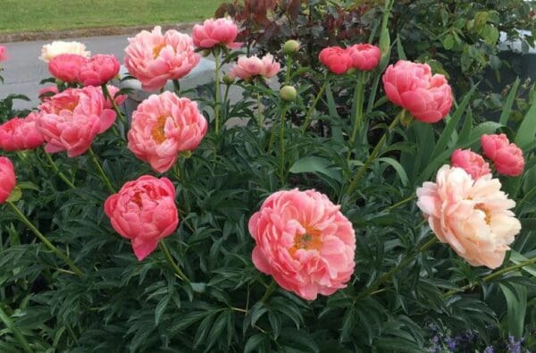 Vibrant pink peonies blooming in a garden setting.