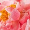 Close-up of delicate pink peony petals with golden yellow stamens.