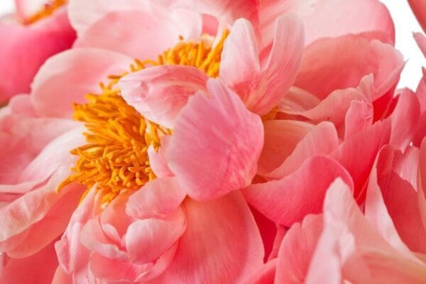 Close-up of delicate pink peony petals with golden yellow stamens.
