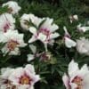 White and pink peony flowers blooming in a green garden.