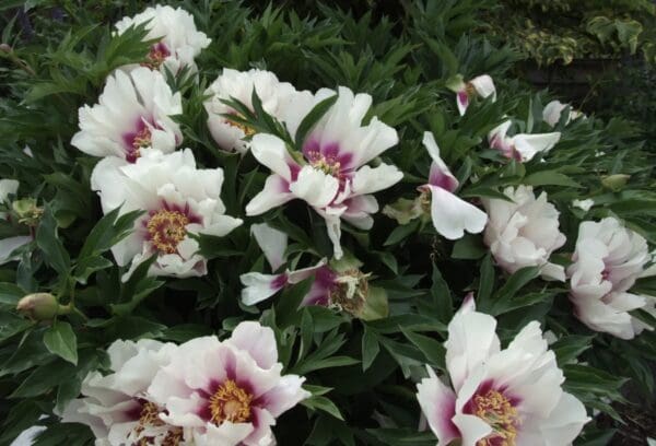 White and pink peony flowers blooming in a green garden.