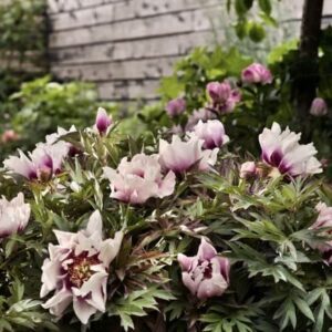 Cluster of pink and white flowers blooming amidst green leaves.