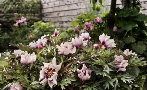 Cluster of pink and white flowers blooming amidst green leaves.