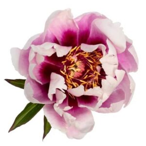 Close-up of a blooming pink and white peony flower.