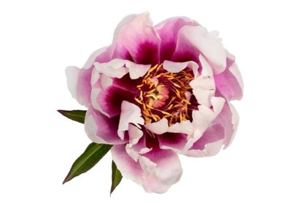 Close-up of a blooming pink and white peony flower.