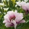 Close-up of light pink flowers in bloom with green foliage.