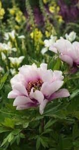 Close-up of light pink flowers in bloom with green foliage.