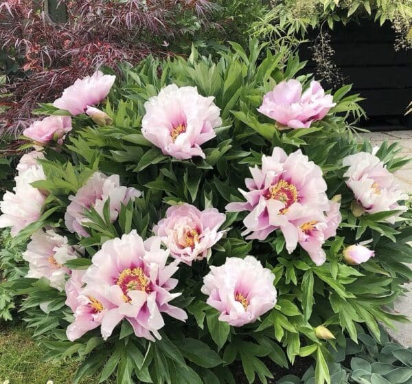 Pink peonies blooming vibrantly among green leaves in a garden.