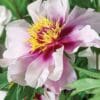 A close-up of a pink peony flower with yellow and purple center.