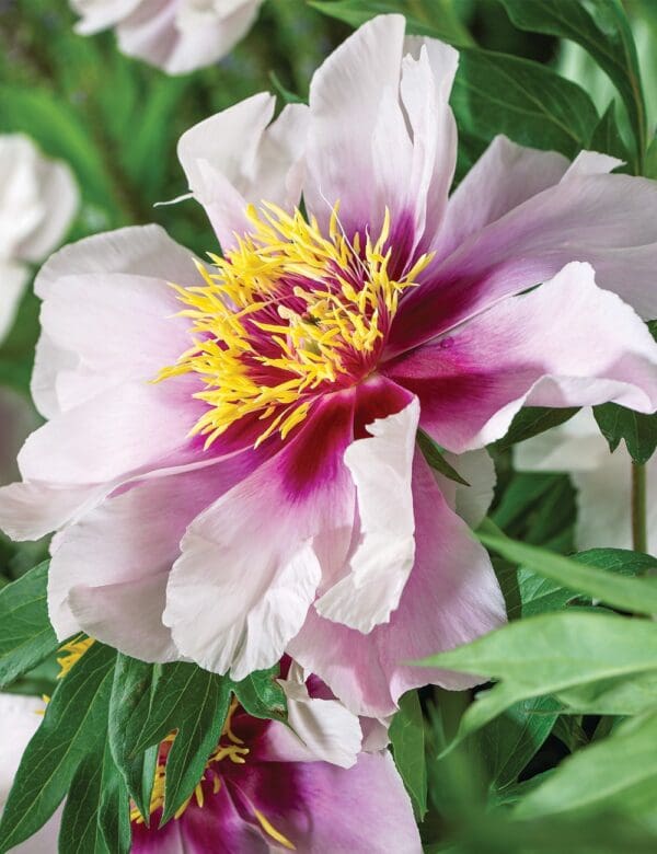 A close-up of a pink peony flower with yellow and purple center.