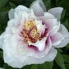 A delicate white and pink peony flower in bloom.