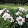 White peonies blooming in a lush garden.