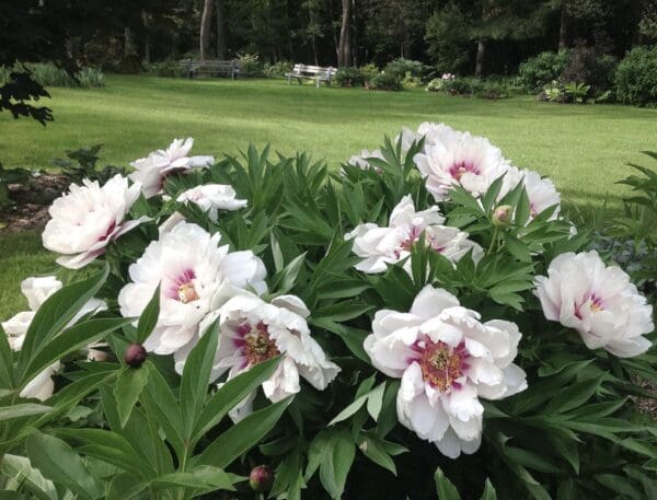 White peonies blooming in a lush garden.