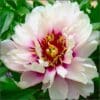 A close-up of a blooming pink and white peony flower.
