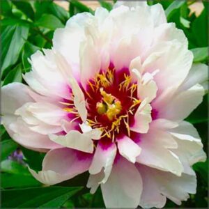 A close-up of a blooming pink and white peony flower.