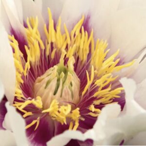 Close-up of a flower's vibrant yellow and purple center.