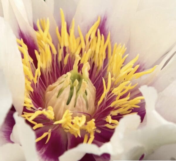 Close-up of a flower's vibrant yellow and purple center.