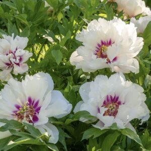 White flowers with purple centers blooming on green foliage.