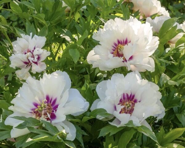 White flowers with purple centers blooming on green foliage.