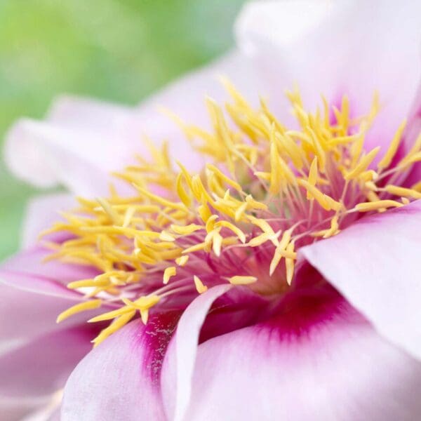 Close-up of a flower's vibrant yellow and pink center.