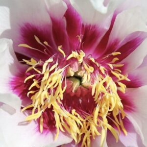 Close-up of vibrant flower stamens with yellow filaments and a deep pink center.