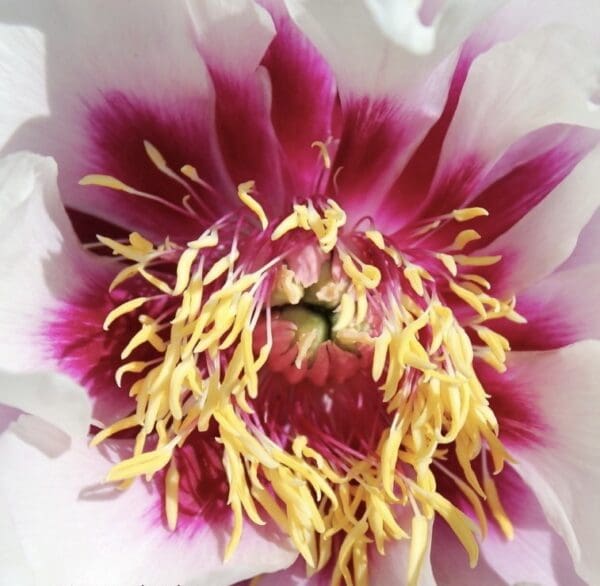 Close-up of vibrant flower stamens with yellow filaments and a deep pink center.