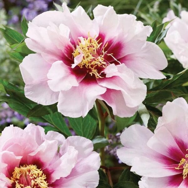 Soft pink flowers with deep magenta centers in full bloom.