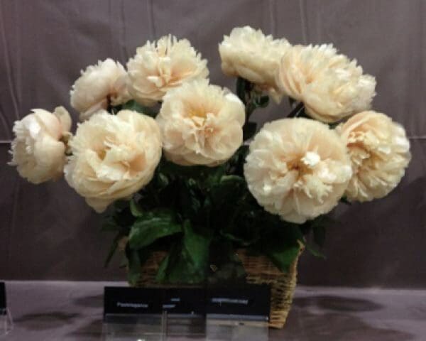 A bouquet of cream-colored roses in a glass vase.