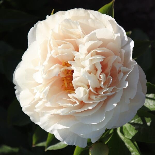 A soft, creamy white rose in full bloom against dark green leaves.