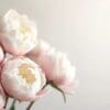 Soft pink peonies with delicate petals against a light background.
