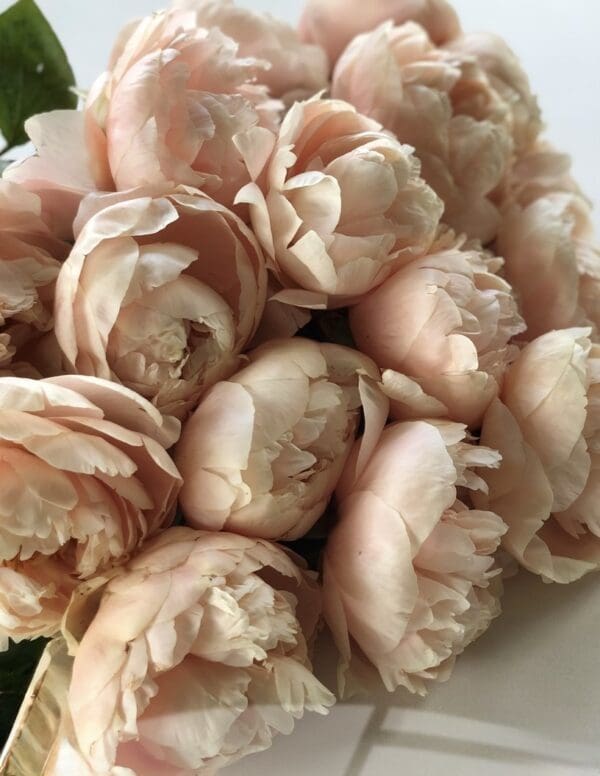 Close-up of soft blush pink peonies in full bloom.