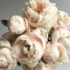 A bouquet of soft pink peonies in bloom.