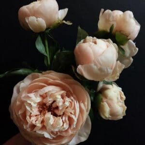 Soft pink peonies blooming against a dark background.