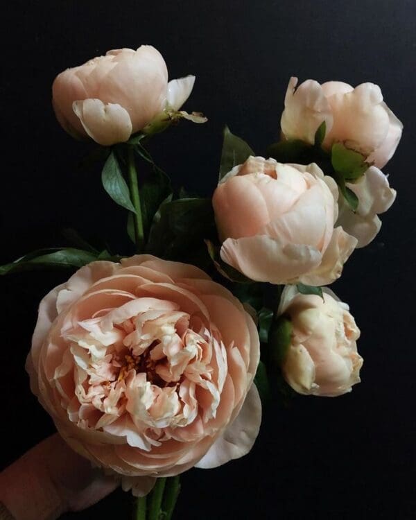 Soft pink peonies blooming against a dark background.