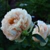 Close-up of delicate pale peach roses in bloom.