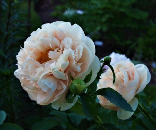Close-up of delicate pale peach roses in bloom.