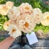 Hand holding a bouquet of pale peach roses outdoors.
